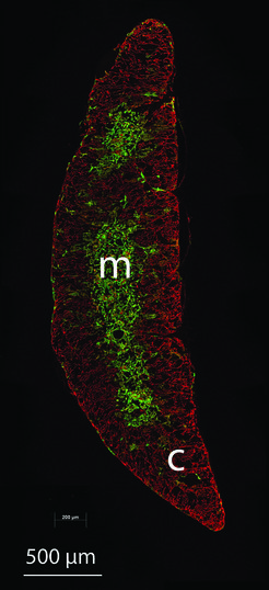 Structure of the thymus reconstructed with the Foxn1 transcription factor from a cartilaginous fish