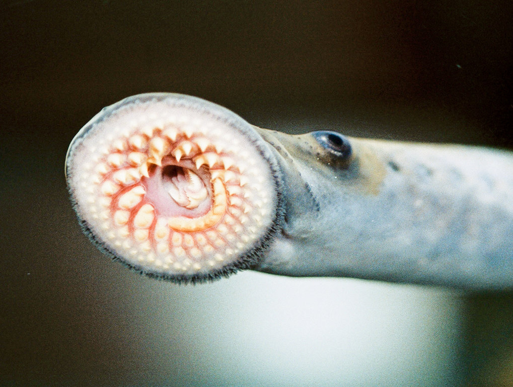 Characterization of lymphoid development in lamprey