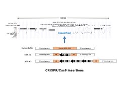 Figure 1 De novo heterochromatin formation by MSR repeat DNA. The Figure shows a browser shot of a 100 kb intergenic region of the mouse genome that contains a repeat-free section (around 20 kb). In addition, this genomic region lacks major histone modifications, has only little DNA methylation and no RNA output. We are using CRISPR/Cas9 technology to insert one or three copies (together with a buffer sequence from a human intergenic DNA) of major satellite repeat (MSR) units into this inert genomic region. De novo formation of heterochromatin will then be analyzed by H3K9me3 ChIP across the insertion site.