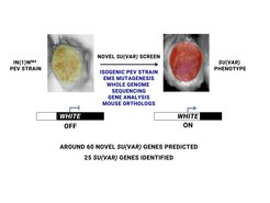 Figure 1 A new Su(var) screen in Drosophila identifies novel Su(var) factors. The Figure depicts the classic system of position effect variegation (PEV) in Drosophila, in which the white gene (which codes for a transporter to regulate red eye pigmentation) is translocated into a block of heterochromatin and stochastically silenced, resulting in variegated eye pigmentation. Suppressors of variegation, so-called Su(var) genes, encode chromatin factors and enzymes that stabilize a heterochromatic state. Su(var) gene mutants therefore weaken heterochromatin and lead to transcriptional activation of the translocated In(1)wm4h white gene that is detected by a full red eye colouring.