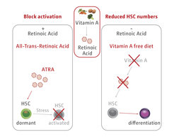 Figure 4 Vitamin A/retinoic acid signaling regulates HSC maintenance versus differentiation. Left panel shows high levels of vitamin A (All-trans-retinoic acid = agonist of vitamin A) retains HSC quiescent upon stress. Right panel shows vitamin A-free diet triggers HSCs to differentiate.