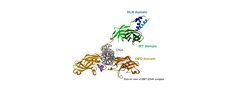 Structure of the EBF1: DNA complex