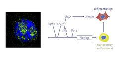 Regulatory circuitry of Satb2 in ES cells
