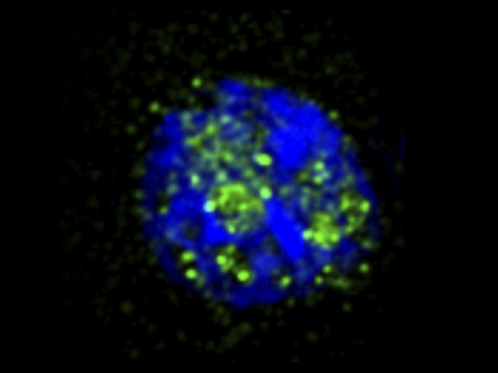 Stem cell pluripotency and higher-order chromatin structure