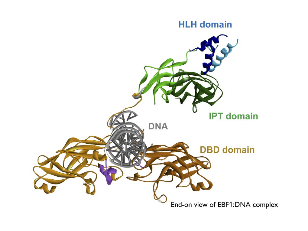 Regulatory Circuitries of B Lymphopoiesis