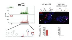 Left, upper: MSL2 and MLE iCLIP profiles in the Drosophila melanogaster Cl8 male cell line.
Left, lower: stem loop organization of roX2 RNA based on SHAPE analysisRight: Deletion of multiple roX2 stem loops abolishes the X-chromosomal targeting of MSL1 and leads to lethality in males. Expression of wildtype and stem loop deleted roX2 (both under the control of UAS) was driven ectopically in a roX1/roX2 null background using the tub-GAL4 driver.