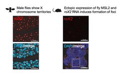 In flies the MSL complex localizes to the X chromosome, which is recognizeable as a discrete roX2-containing nuclear territory. The mammalian MSL complex does not contain roX2 and normally does not show preference for any particular chromosome. However, ectopic expression of roX2 RNA and an MSL2 protein whose C terminus was “Drosophilized” induced the formation of discrete roX2-containing foci in mouse embryonic stem cells.