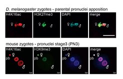 H4K16 acetylation is retained on zygotes of both flies and mammals. H3K27me3 is observed exclusively on the maternal pronucleus, whereas H4K16ac marks both parental pronuclei.