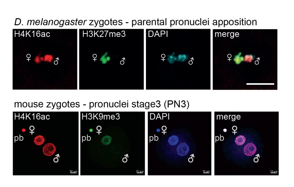 H4K16 acetylation is retained on zygotes of both flies and mammals. H3K27me3 is observed exclusively on the maternal pronucleus, whereas H4K16ac marks both parental pronuclei.