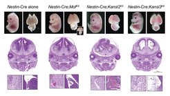 Neural-specific depletion of Mof, Kansl2 or Kansl3 (using the Nestin-Cre) results in embryonic lethality and brain hemorrhaging. H&E staining shows disruption of the ganglionic eminence. Embryos at E14.5 are shown.