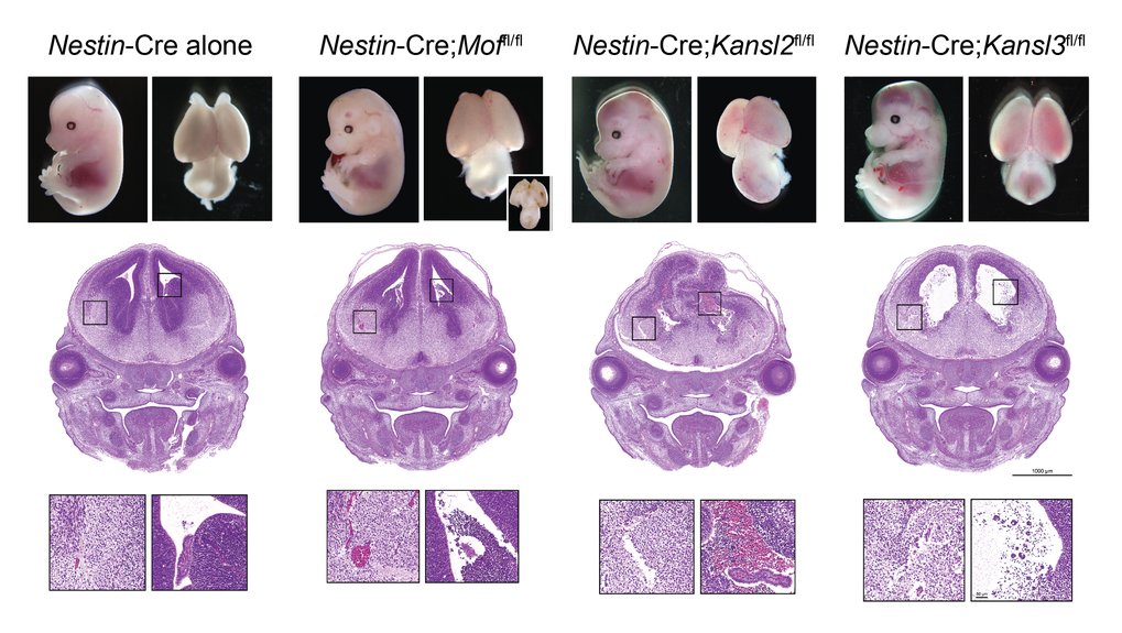 Neural-specific depletion of Mof, Kansl2 or Kansl3 (using the Nestin-Cre) results in embryonic lethality and brain hemorrhaging. H&E staining shows disruption of the ganglionic eminence. Embryos at E14.5 are shown.