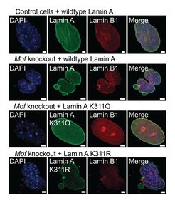 Deletion of Mof in mouse embryonic fibroblasts results in emergence of nuclear abnormalities including micronuclei and nuclear blebbing. MOF is a lysine acetyltransferase which acetylates Lamin A at residue K311. Expression of Lamin A carrying an amino acid substitution from K to Q (mimicking a constitutively hyperacetylated state) is capable of restoring a normal nuclear morphology. On the other hand cells with a K to R mutant (mimicking a constitutively hypoacetylated state) still exhibit nuclear abnormalities following Mof knockout.