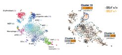 scRNA-seq of bone marrow hematopoietic progenitor cells from wild-type and Mof+/− mice. Left: Population annotation based on the RaceID3/StemID2 algorithm. Right: t-SNE map showing a significant depletion of Mof+/− cells in dHSCs (cluster 2) and MPPs (cluster 4), and enrichment of an otherwise rare HSC population (cluster 10).