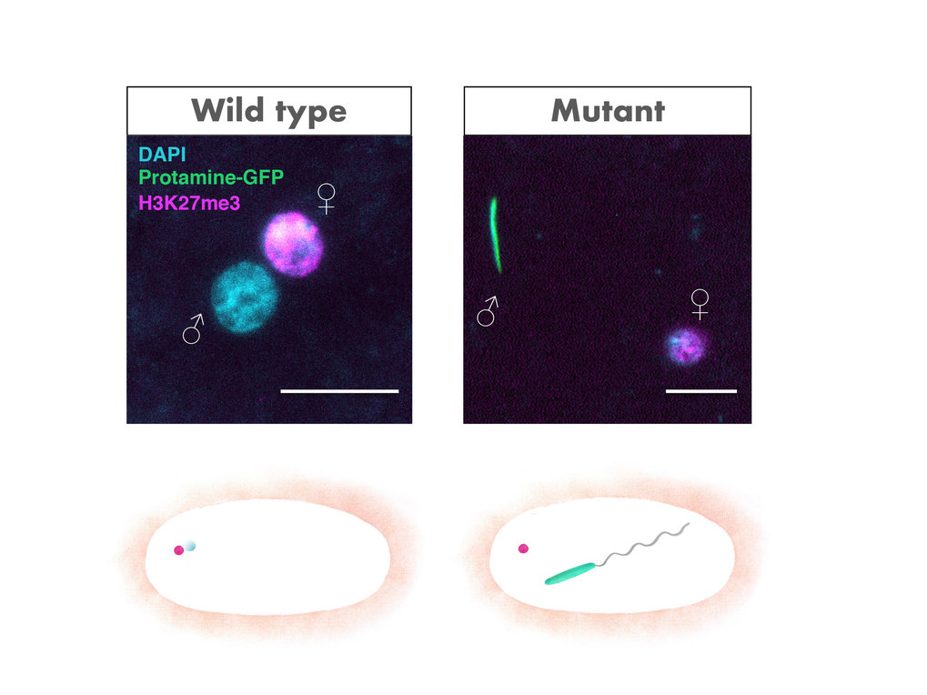 Männliche Keimzellen, epigenetische Vererbung und Reprogrammierung