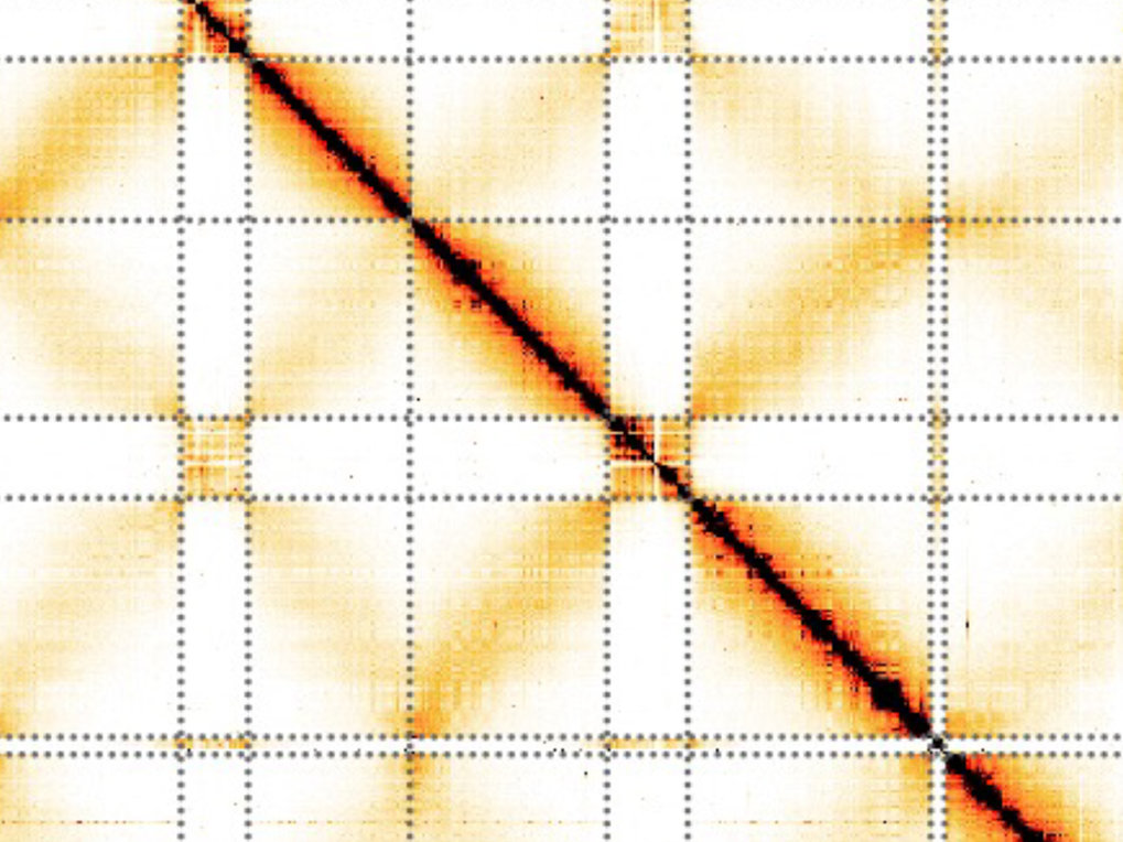 Wie werden die Chromosomen de novo organisiert während der frühen Entwicklung?