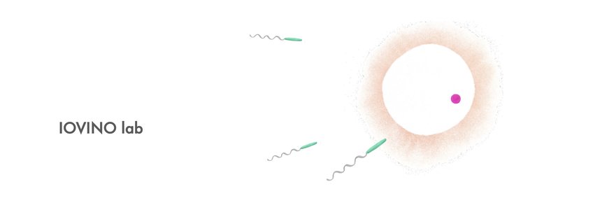 Wie werden die Chromosomen de novo organisiert während der frühen Entwicklung?