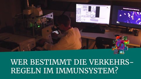 Verkehrsregeln im Immunsystem: Tim Lämmermann