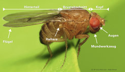 Drosophila melanogaster besitzt am Brustabschnitt 3 Beinpaare und gehört zu den Zweiflüglern, da sie eigentlich 2 Flügelpaare besitzen. Aber davon ist nur eines tatsächlich ein Flügelpaar. Die Hinterflügel sind zu Schwingkölbchen, den sogenannten Halteren umgebildet.