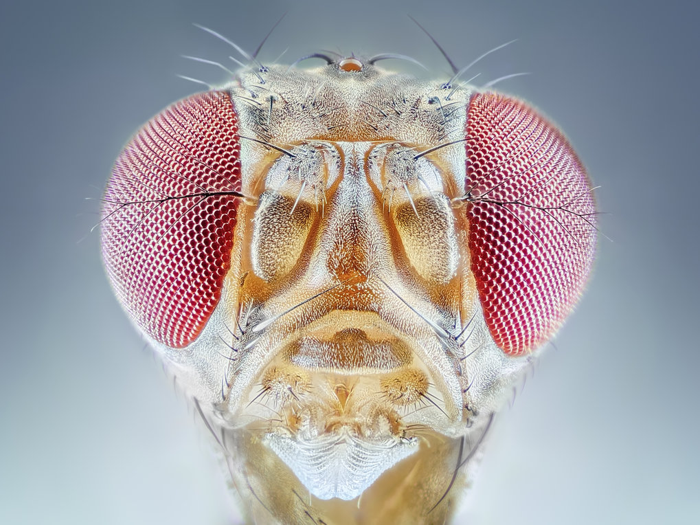 Drosophila