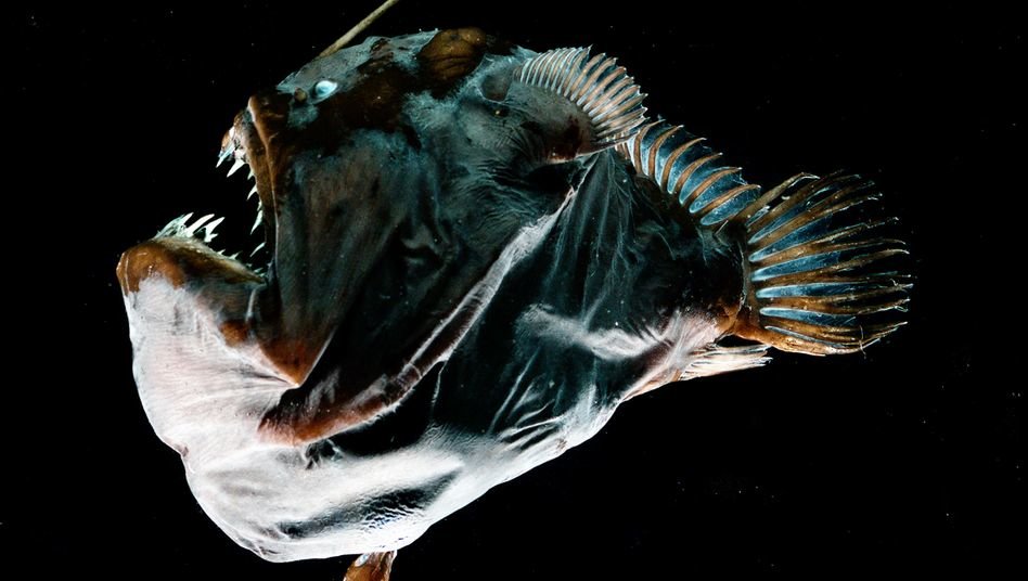 Anglerfisch