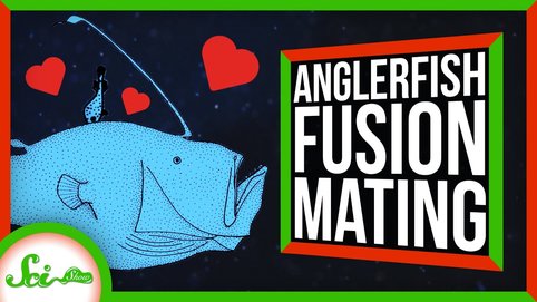 Anglerfishes are pretty unique creatures, but what’s really unique is how some of these species mate. – die englischsprachige SciShow nimmt sich des Themas an und erläutert Material- und Bildreich die Ergebnisse unserer Forschung