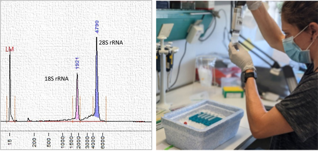 Sample Preparation