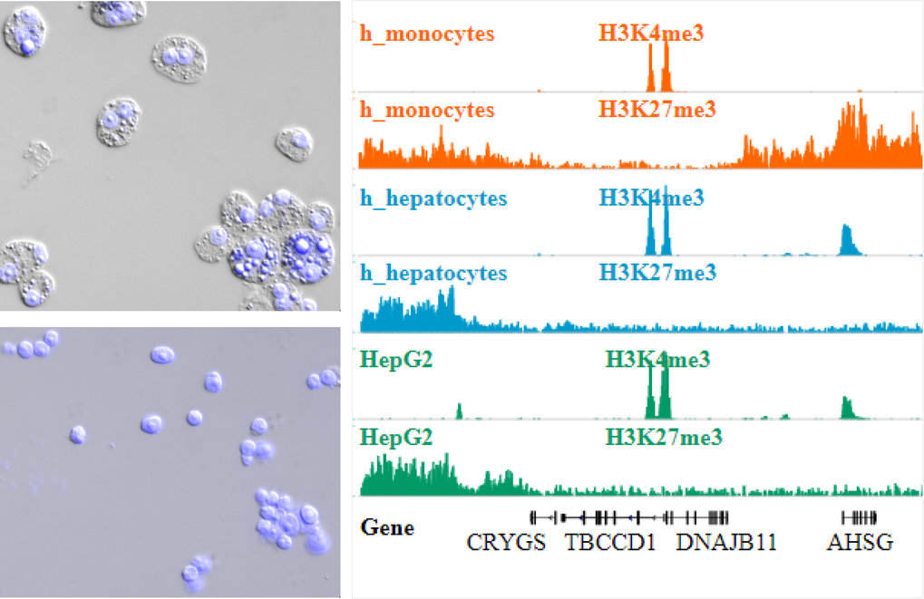 Sample Preparation