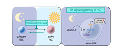 Hematopoietic stem cells (HSCs) sit at the top of the hematopoietic hierarchy and are quiescent. Different stress stimuli, for example infections, can activate this rare cell type. In order to maintain their function, HSCs depend on biochemical signals such as vitamin A/ retinoid acid (RA). HSCs rely on Cyp26b1, an enzyme conventionally considered to limit the RA effects in the cell. In contrast to the traditional view, Cyp26b1 is indispensable for production of the active metabolite 4-oxo-RA. Furthermore, the RA receptor beta (Rarb) is required for complete transmission of 4-oxo-RA-mediated signaling to maintain stem cells.