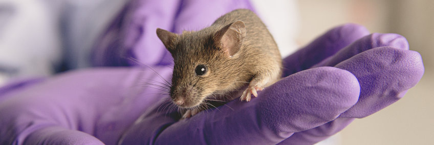 Animal Welfare & Culture of Care Animal Welfare & Culture of Care