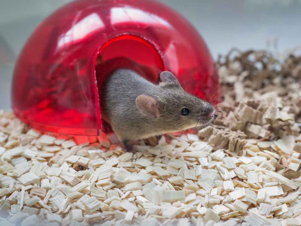 Forschung und Tierversuche