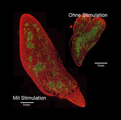 Composition of microscopy images on black background showing stimulated (larger) and unstimulated (much smaller) thymi from mice. The tissues are stained with flurorescent reagents (red and green).