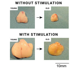 Massive expansion of the stimulated thymic organ even in young mice, which is mainly preserved in old age.