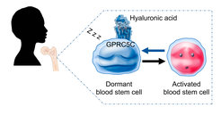 Hyaluronic acid regulates stem cell dormancy through GPRC5C