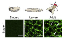 mimi granules are specific to the adult brain. Microscopy images of the Drosophila neurons in embryo, larva and adult. mimi granules are marked with the Staufen protein and indicated with arrows. Scale bars 4 µm.