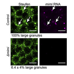 Verlust der mimi-Granula in den Gehirnen von erwachsenen mimi-Fliegenmutanten. Die mikroskopischen Aufnahmen zeigen Gehirne von erwachsenen Drosophila-Fliegen. Die mimi-Granula sind mit dem Staufen-Protein und mimi-RNA markiert. Exemplarische mimi-Granula wurden mit Pfeilen im Bild gekennzeichnet. Skalenbalken 4 µm.
