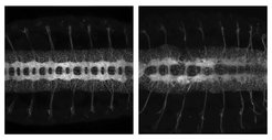 Early-onset ELAV activity is essential for proper neuronal differentiation: Microscopy images of the nervous system of wild-type and elav mutant fly embryos. Neuronal membranes are labelled by immunofluorescence. In the wild type, the regular pattern of axons shows proper differentiation into a healthy network. This network is disrupted in the absence of ELAV, and elav mutant embryos will not develop further.