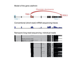 Example of a gene that contains two possible start sites (TSS), and two possible end sites (TES). Black boxes in the gene model show sequences that will be translated into protein. With conventional short-read mRNA sequencing, in which signal represents the accumulation of reads, it is not possible to distinguish different molecules. In long-read sequencing, each horizontal line represents one mRNA molecule from beginning to end. For the gene stathmin, we can see that TSS1 predetermines ending at TES1, and TSS2 will lead to TES2.