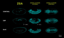 4′,6-diamidino-2-phenylindole (DAPI) staining of representative embryos at ZGA (stage 5) and during the beginning of dorsal closure (stage 14) in lateral and ventral views in control and upon KD.
