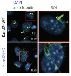 Cilia are absent in KANSL2-deleted cells (bottom). Microscopic images of mouse embryonic fibroblasts. The cilia are stained with ac-α-tubulin (green) and indicated by a white arrowhead. Nuclei are stained with DAPI (blue).