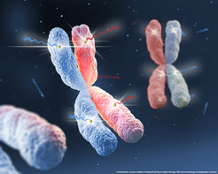 Bei der Zeugung erhalten wir zwei Kopien von jedem Chromosom – eine von unserem Vater (blau) und eine von unserer Mutter (rot). Daher erhalten wir auch zwei Kopien, oder Allele, jedes Gens. MSL2 ist ein hochkonservierter epigenetischer Regulator, der die Expression beider Allele bestimmter haploinsuffizienter Gene (gelber Punkt) sicherstellt und die richtige Dosierung der Boten-RNA gewährleistet, die in bestimmten Geweben oder während bestimmter Entwicklungsstadien benötigt wird. Mithilfe der allelspezifischen Genexpressionsanalyse konnte Labor von Asifa Akhtar Team die Boten-RNA vom Allel der Mutter (rote Wellenlinie) und vom Allel des Vaters (blaue Wellenlinie) getrennt verfolgen.