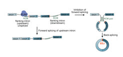 ELAV-mediated circRNA biogenesis model in Drosophila neurons