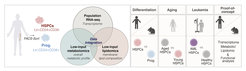 A Venn diagram shows data integration from RNA-seq, metabolomics, and lipidomics for the analysis of HSPCs and progenitors during differentiation, aging, and leukemia.
