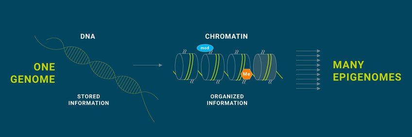 Focus Epigenetics